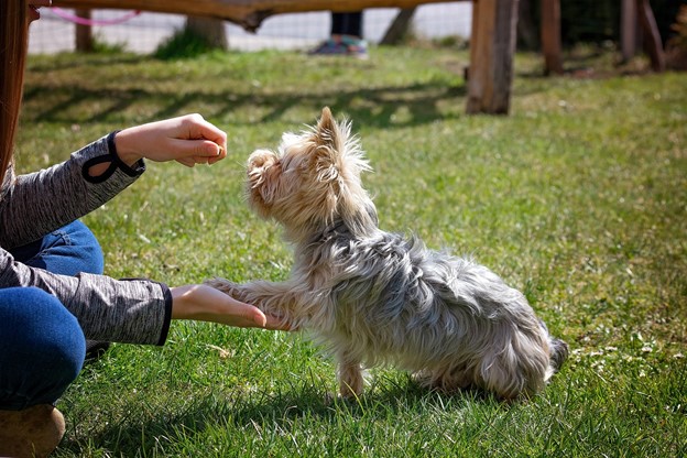 13-tips-for-first-time-puppy-owners-2